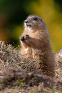 Columbian ground squirrel