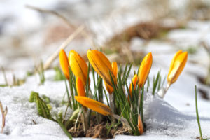 crocuses in snow