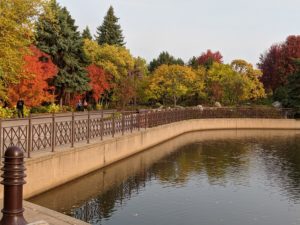 trees surrounding an urban pond