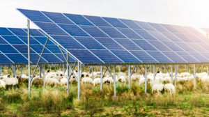 sheep grazing under solar panels
