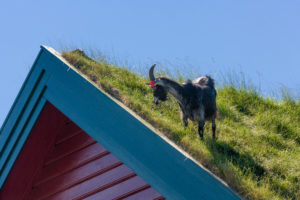 Goat on a grass roof, Norway