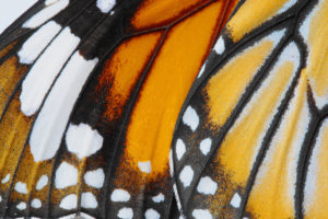 close-up view of a monarch butterfly wing