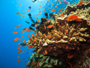 soldier fish at Great Barrier Reef, Australia