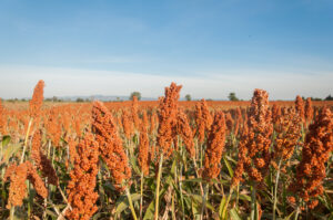 Millet, a resilient grain, is ready for harvest.