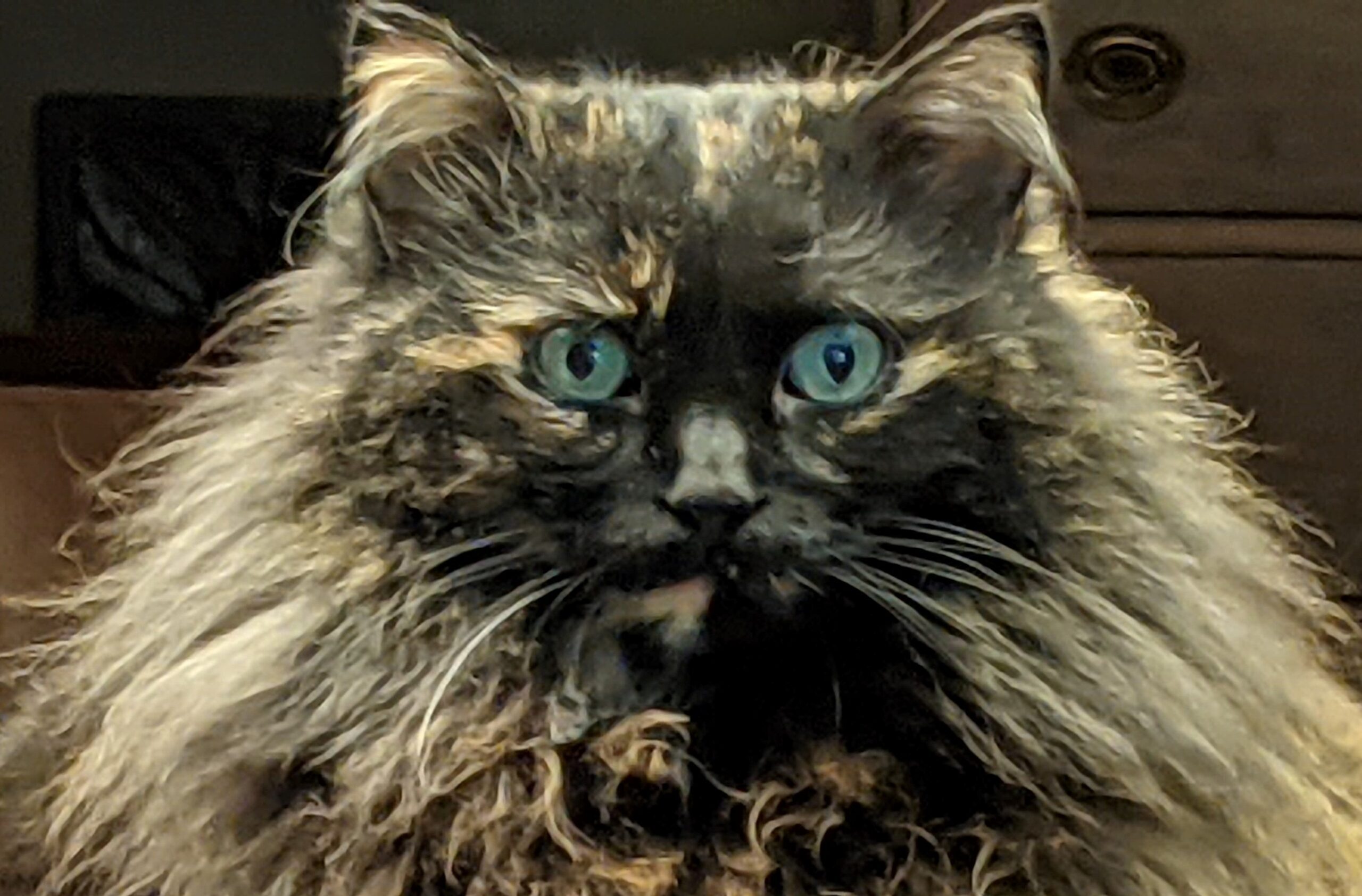 Long-haired tortoiseshell cat