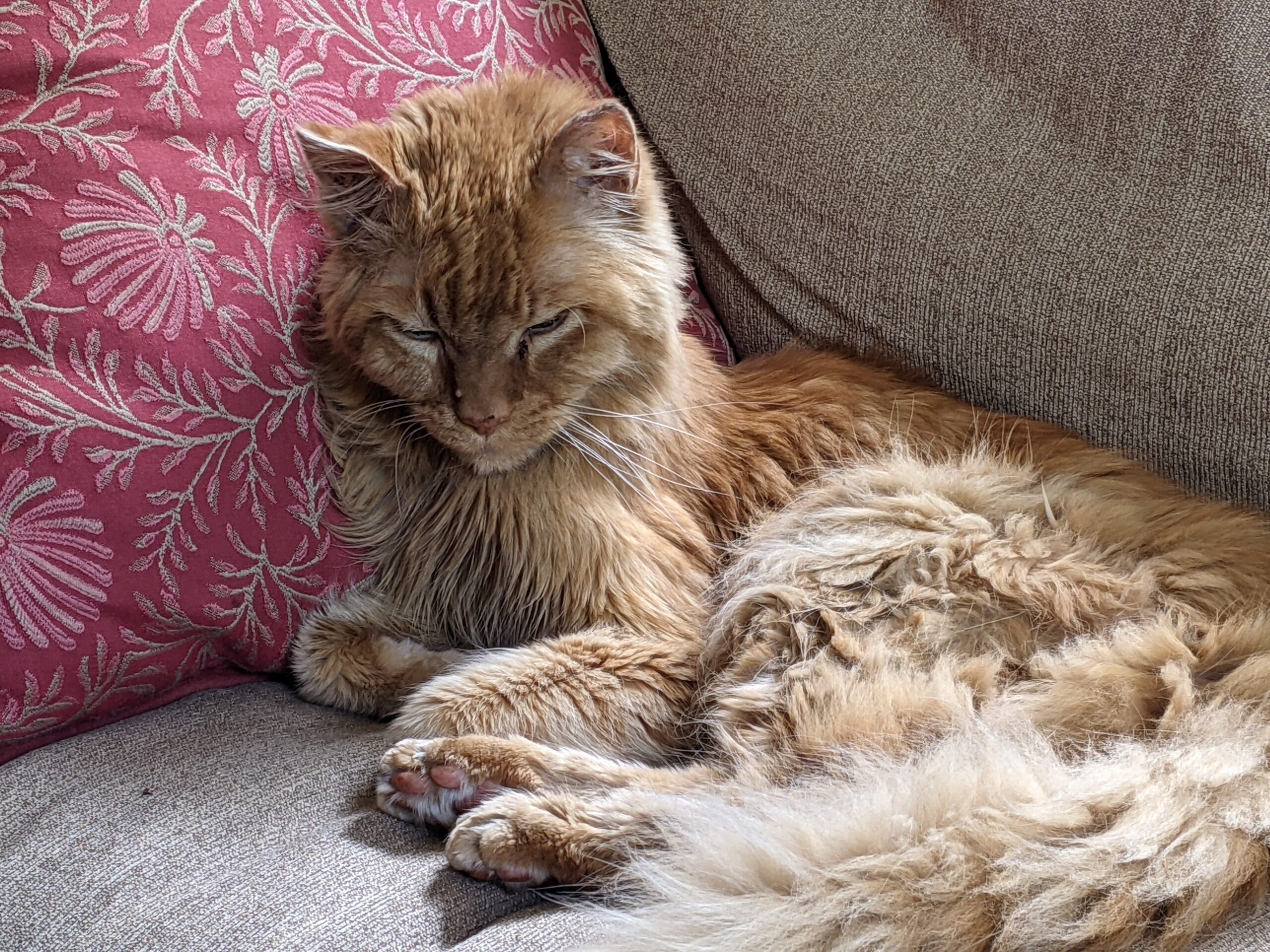Orange tabby relaxing at home