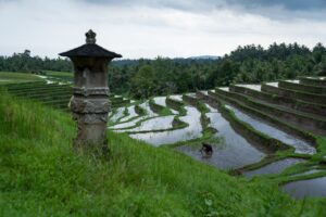 Subak irrigation terraces for rice cultivation in Bali